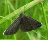 Odezia atrata
